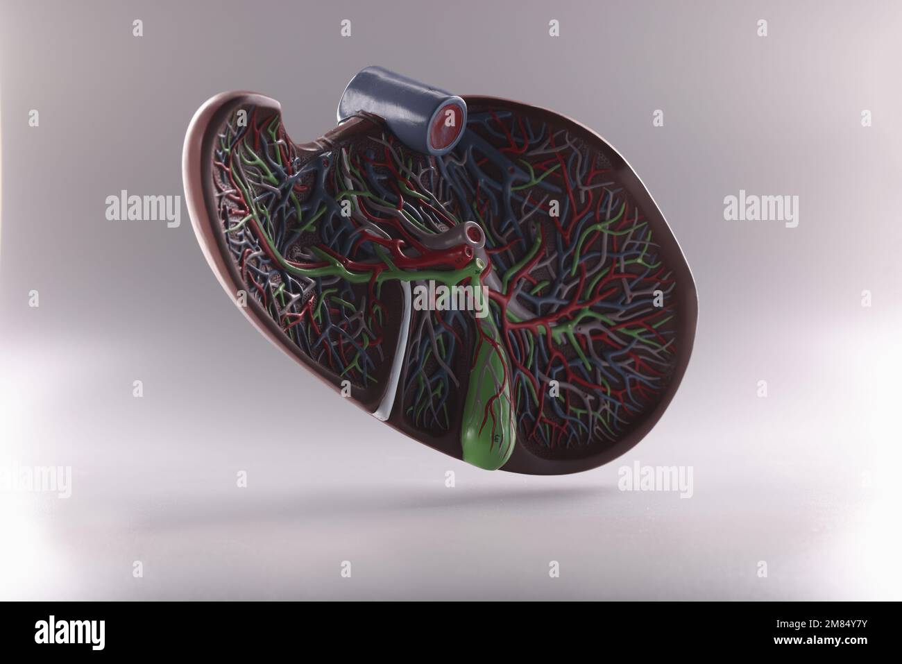 Modello anatomico del fegato umano in aria su sfondo grigio Foto Stock