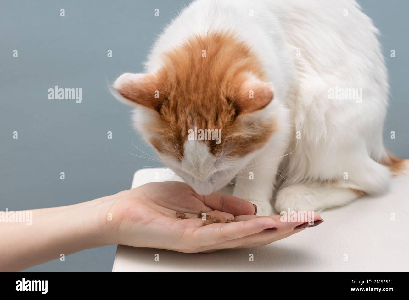 uomo che nutra un gatto domestico dalla sua mano. uomo che dà cibo ad un gatto. proprietario che alimenta il gattino Foto Stock