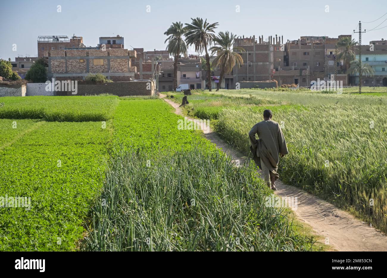 Ackerbau, Felder, Banana Island, Luxor, Ägypten Foto Stock