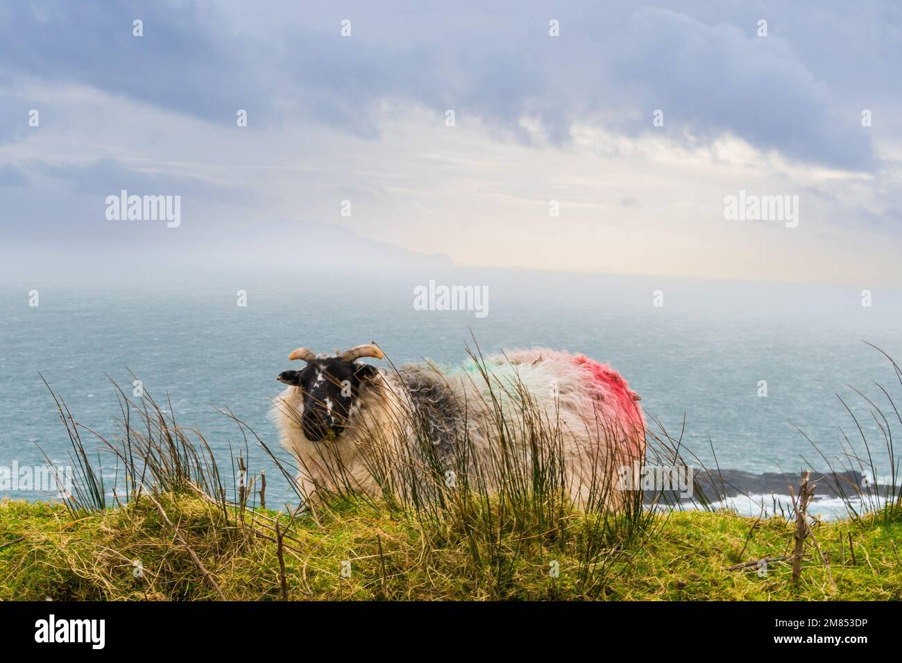 Pecore che vagano liberamente in Irlanda Foto Stock