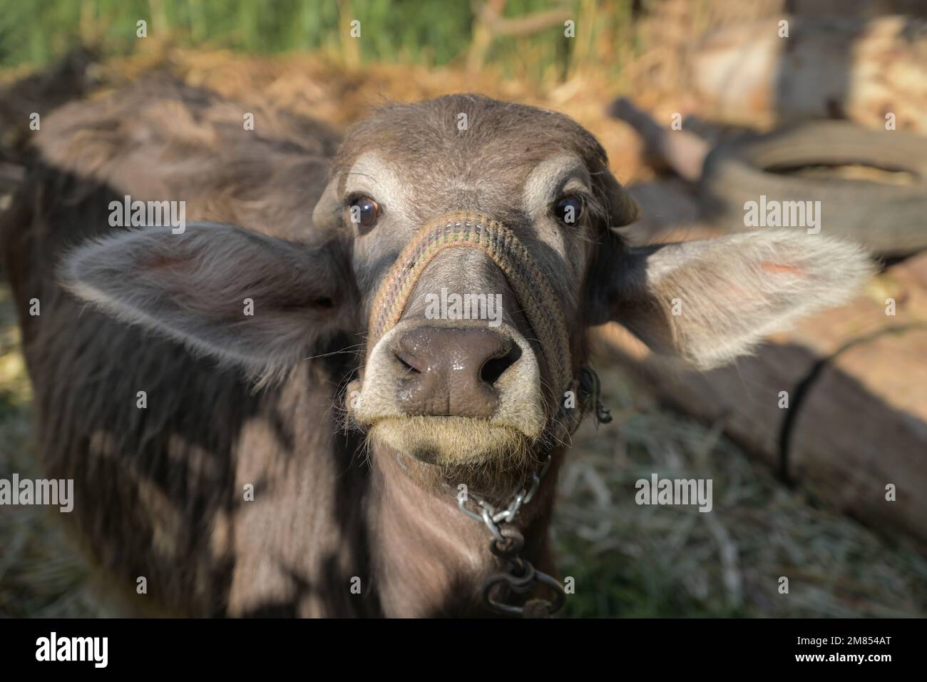 Kalb, junger Wasserbüffel, Luxor, Ägypten Foto Stock