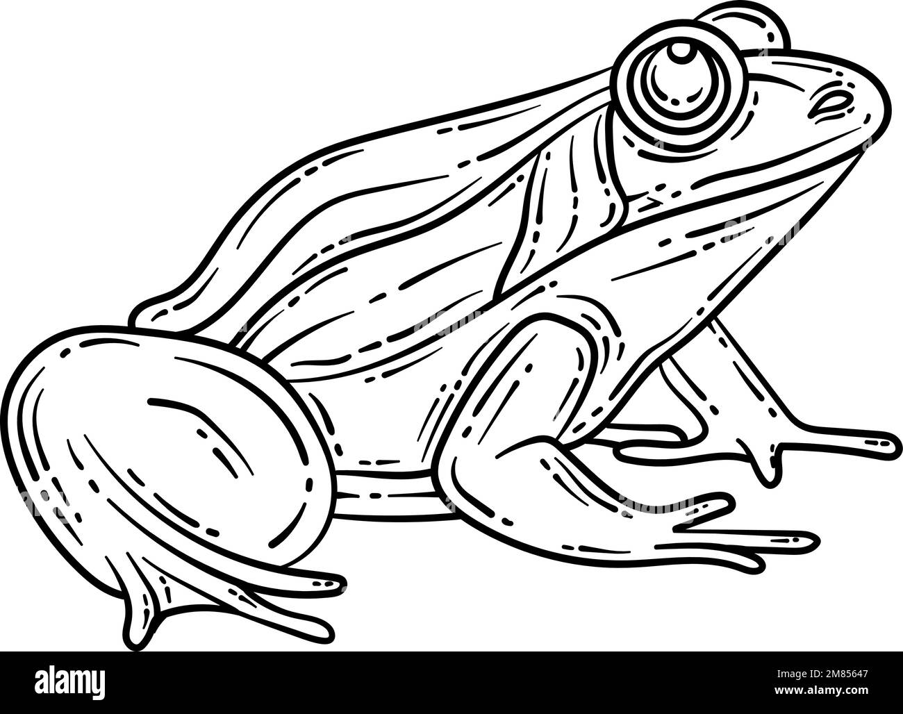 Rana Primavera colorazione pagina per adulti Illustrazione Vettoriale