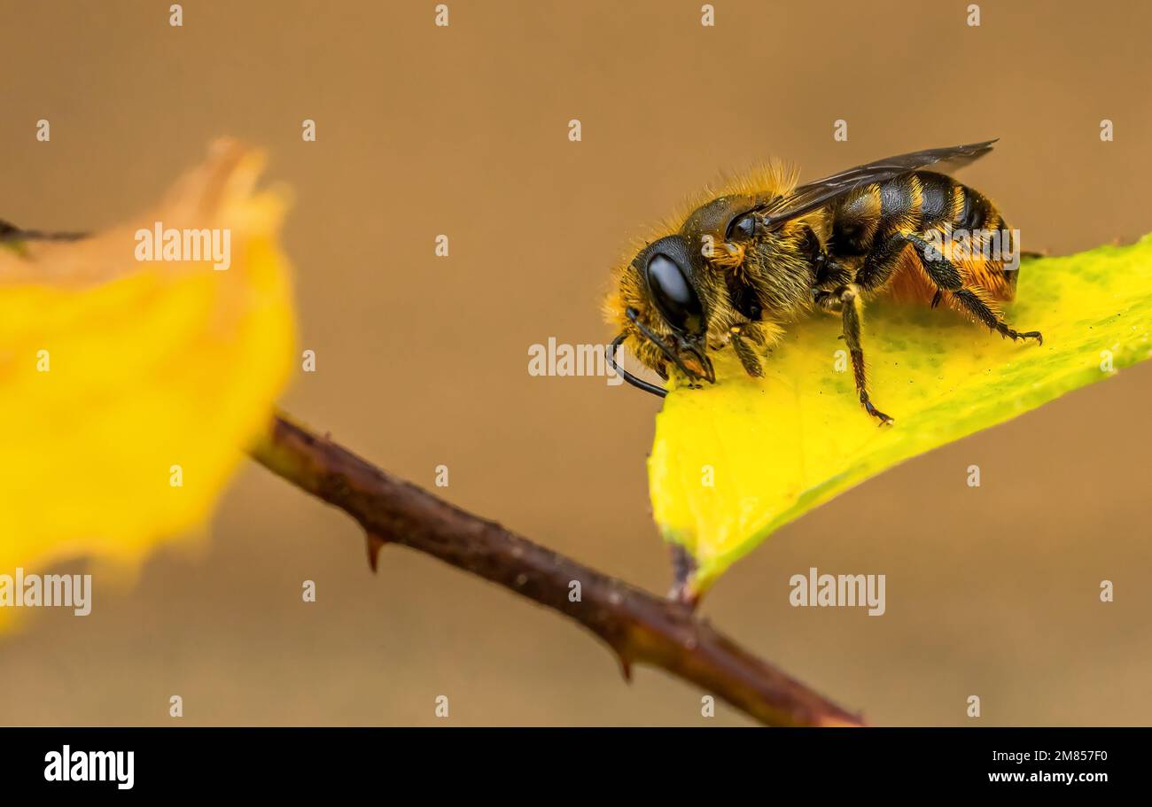 Masticare nero bronzo mason ape Osmia niveata Foto Stock