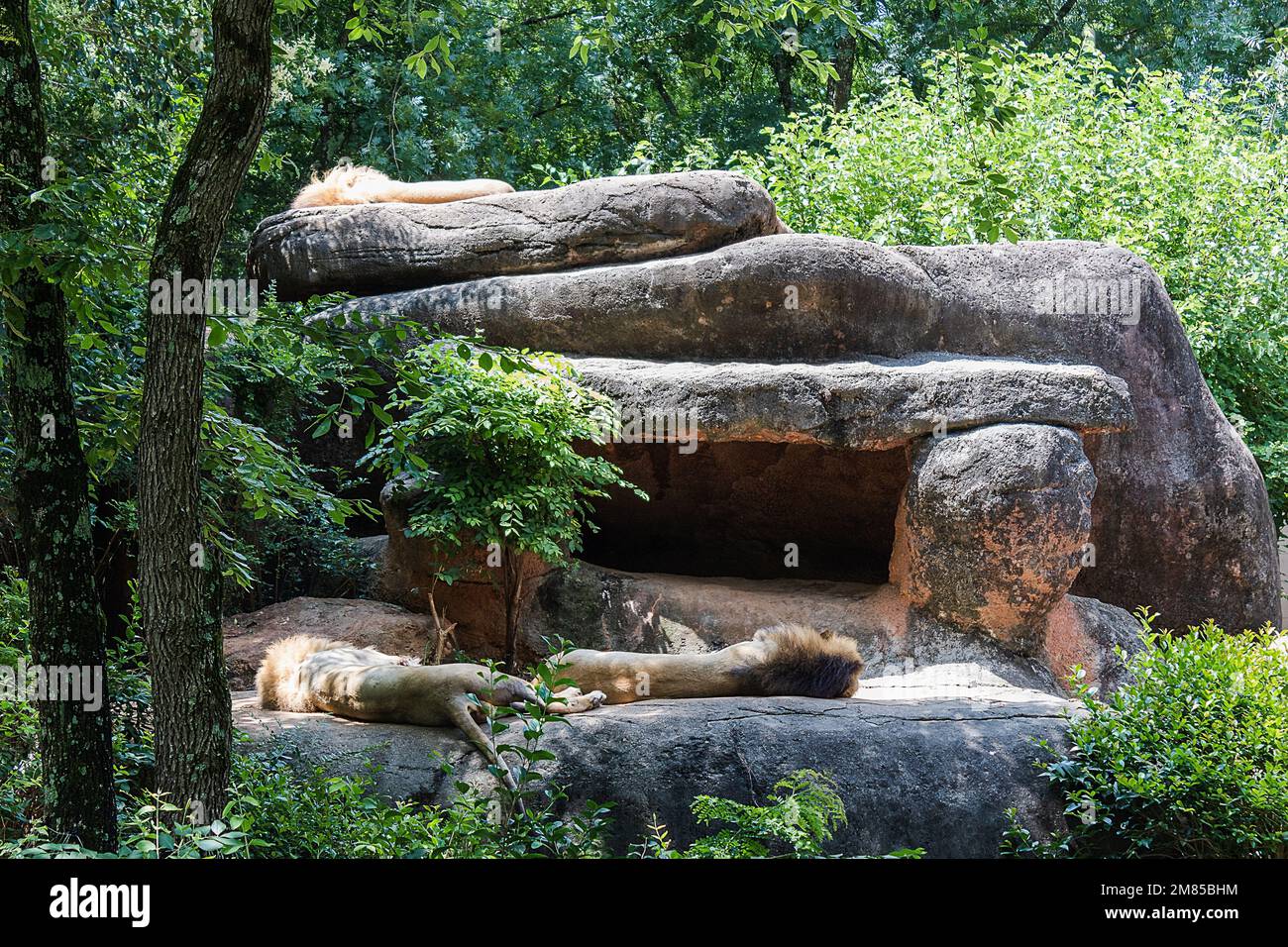 Un paio di simpatici leoni maschi addormentati allo Zoo di Atlanta con rocce e alberi lussureggianti intorno a loro Foto Stock