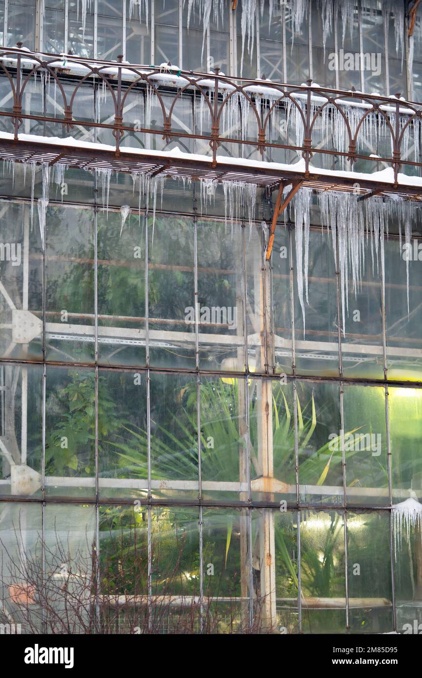 Glasshouse coperto di ghiaccioli. Orangery in inverno con lampade uv phyto luminose all'interno Foto Stock