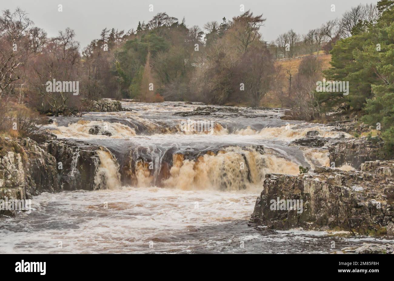 Il fiume Tees a bassa forza cascata, notevolmente gonfio dalla rapida fusione di neve da Storm Arwen. Foto Stock