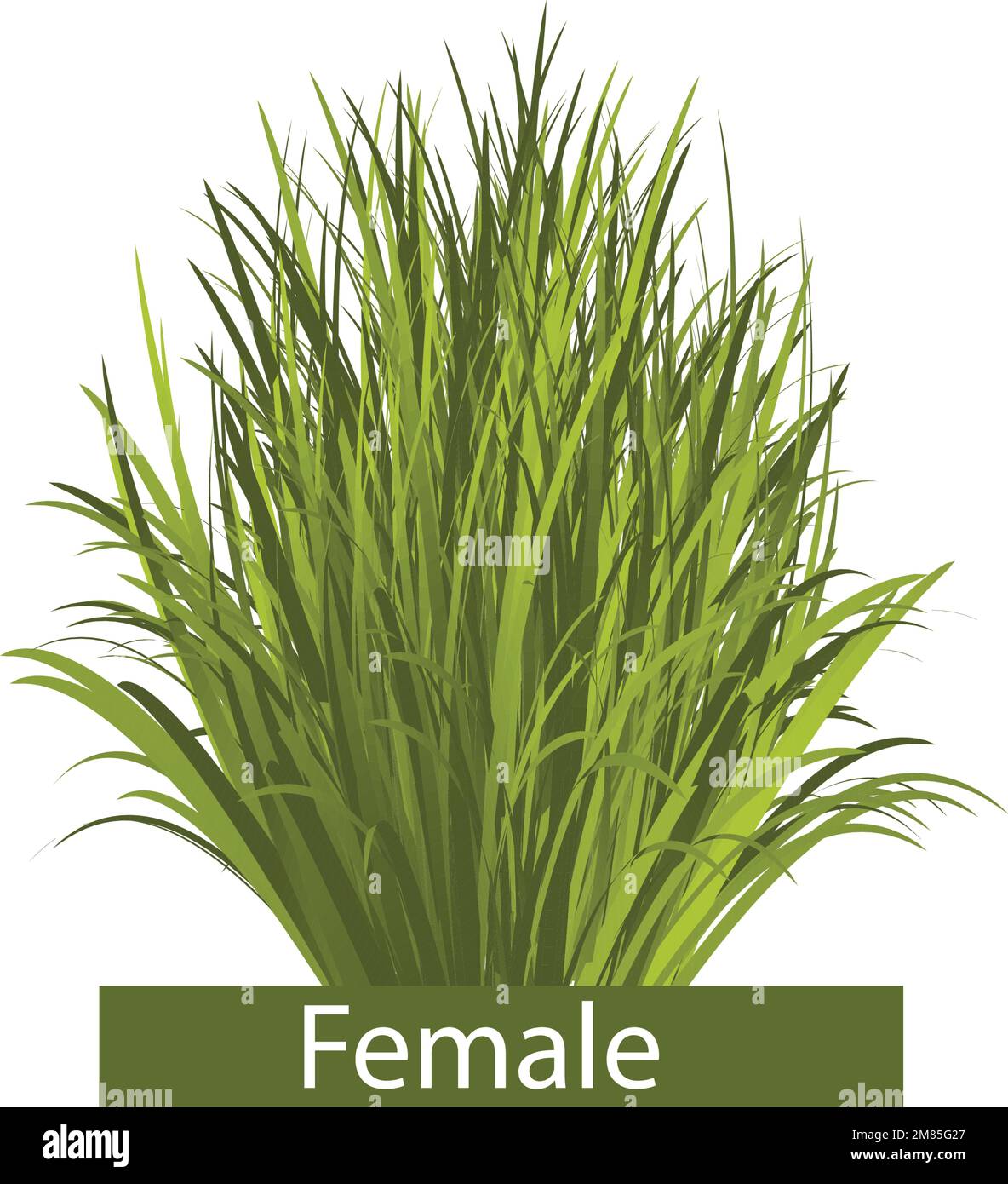 Raccolta di alberi, alberi isolati su sfondo bianco. Illustrazione Vettoriale