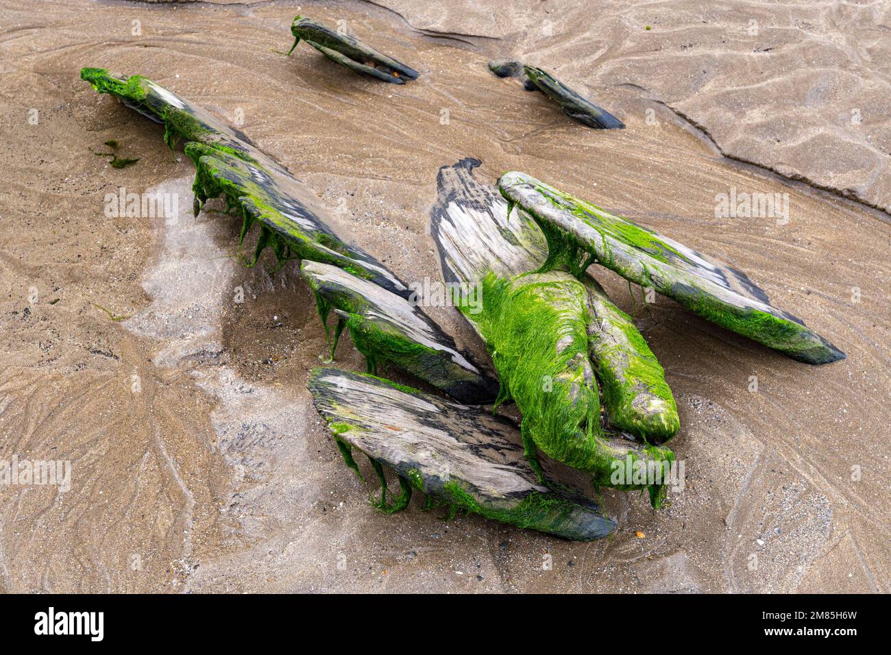 Primo piano dettaglio di Timer frantumati, marciume da un brigato di Pollace del 18th ° secolo sepolto da sabbia con dettaglio di grano di legno e erba di mare. Foto Stock
