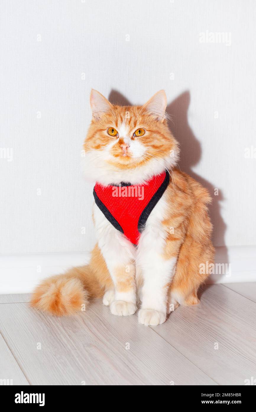 Ritratto di un bel gatto rosso soffice in una imbracatura rossa per una passeggiata. Animali domestici carini. Foto Stock