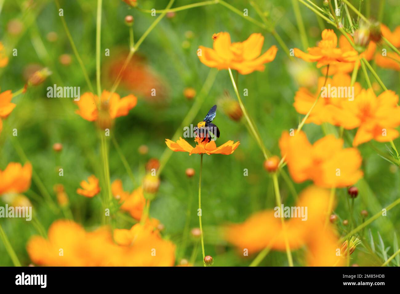 primo piano di un'ape sul nettare del cosmo sulfureo fiore Foto Stock