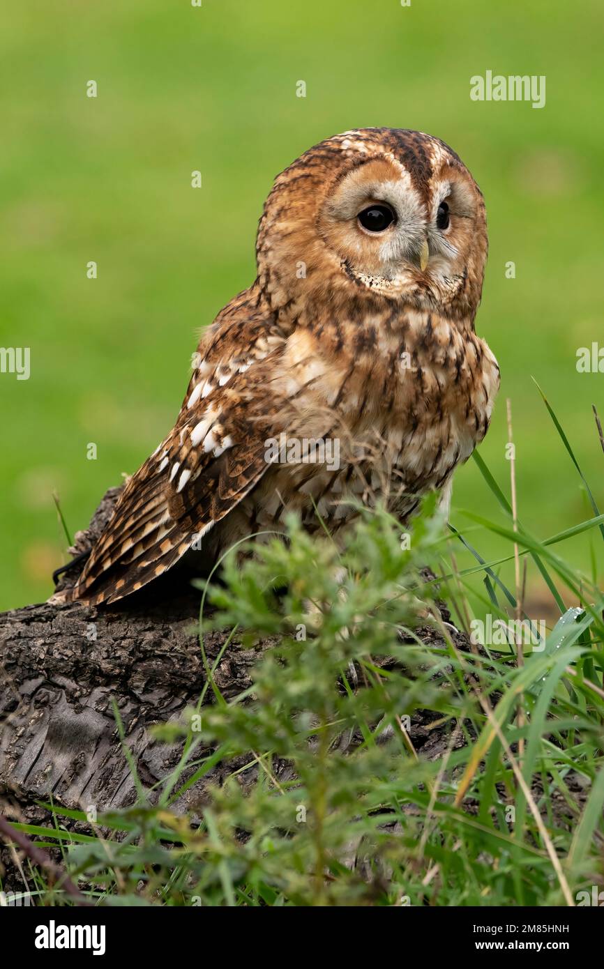 Tawny gufo che perquisita i suoi soundings in Hampshire setting Foto Stock
