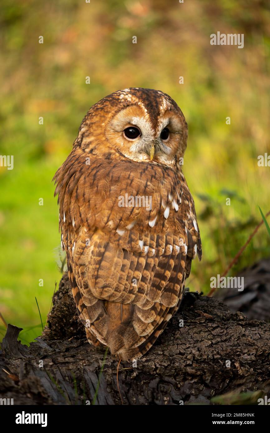 Tawny gufo riposante in ambiente naturale in luce solare morbida Foto Stock