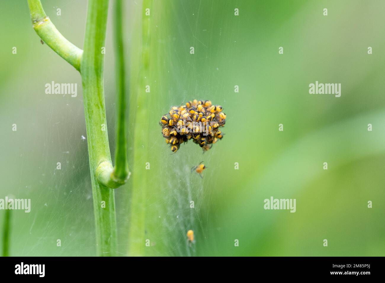 Una piccola sfera spiderling dei bambini di Araneus diadematus aka ragno del giardino o ragno trasversale. Questi sono bambini entro un paio di giorni di cova cluster Foto Stock