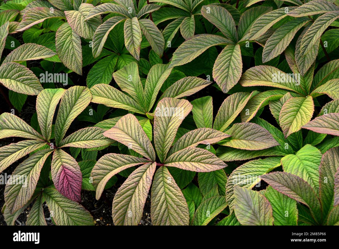 Foglie di ala di cioccolato immagini e fotografie stock ad alta