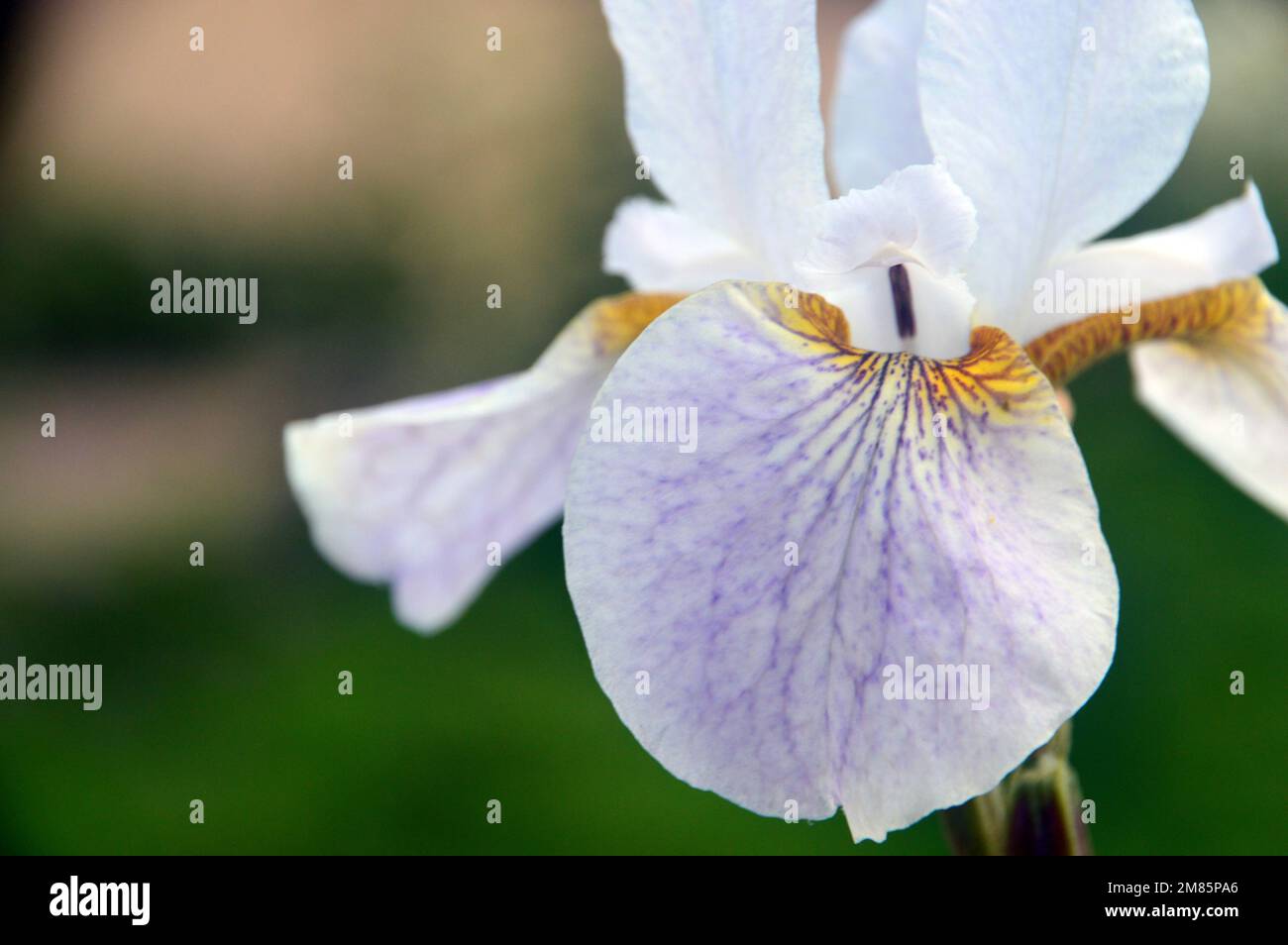 Single White & pale Purple Siberian Iris (Iris sibirica 'Hohe Warte') Fiore in esposizione a RHS Garden Bridgewater, Worsley, Greater Manchester, UK. Foto Stock
