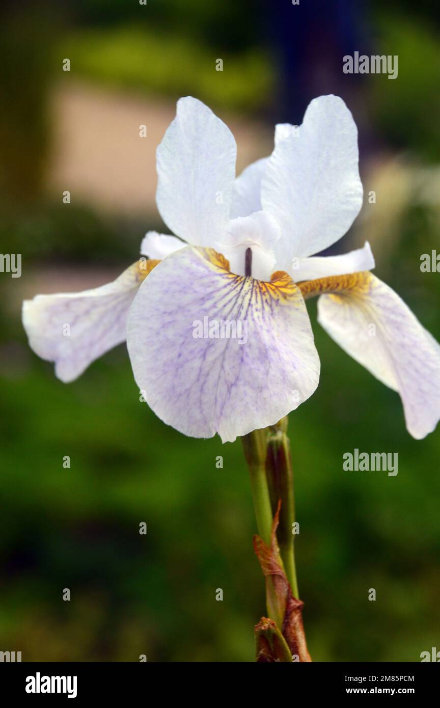 Single White & pale Purple Siberian Iris (Iris sibirica 'Hohe Warte') Fiore in esposizione a RHS Garden Bridgewater, Worsley, Greater Manchester, UK. Foto Stock