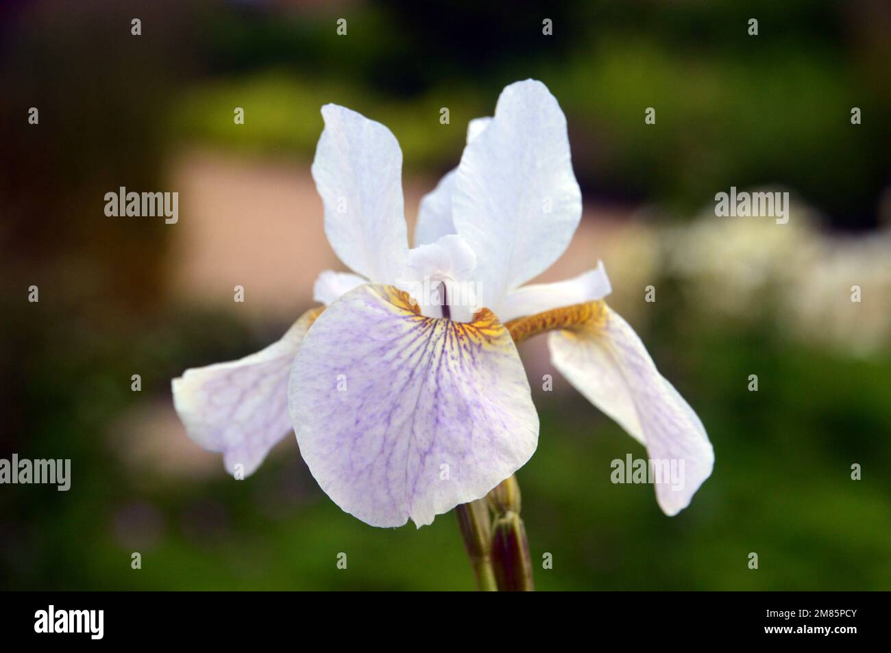 Single White & pale Purple Siberian Iris (Iris sibirica 'Hohe Warte') Fiore in esposizione a RHS Garden Bridgewater, Worsley, Greater Manchester, UK. Foto Stock