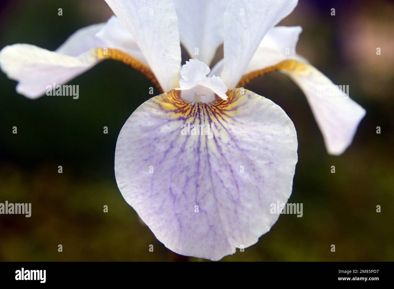 Single White & pale Purple Siberian Iris (Iris sibirica 'Hohe Warte') Fiore in esposizione a RHS Garden Bridgewater, Worsley, Greater Manchester, UK. Foto Stock