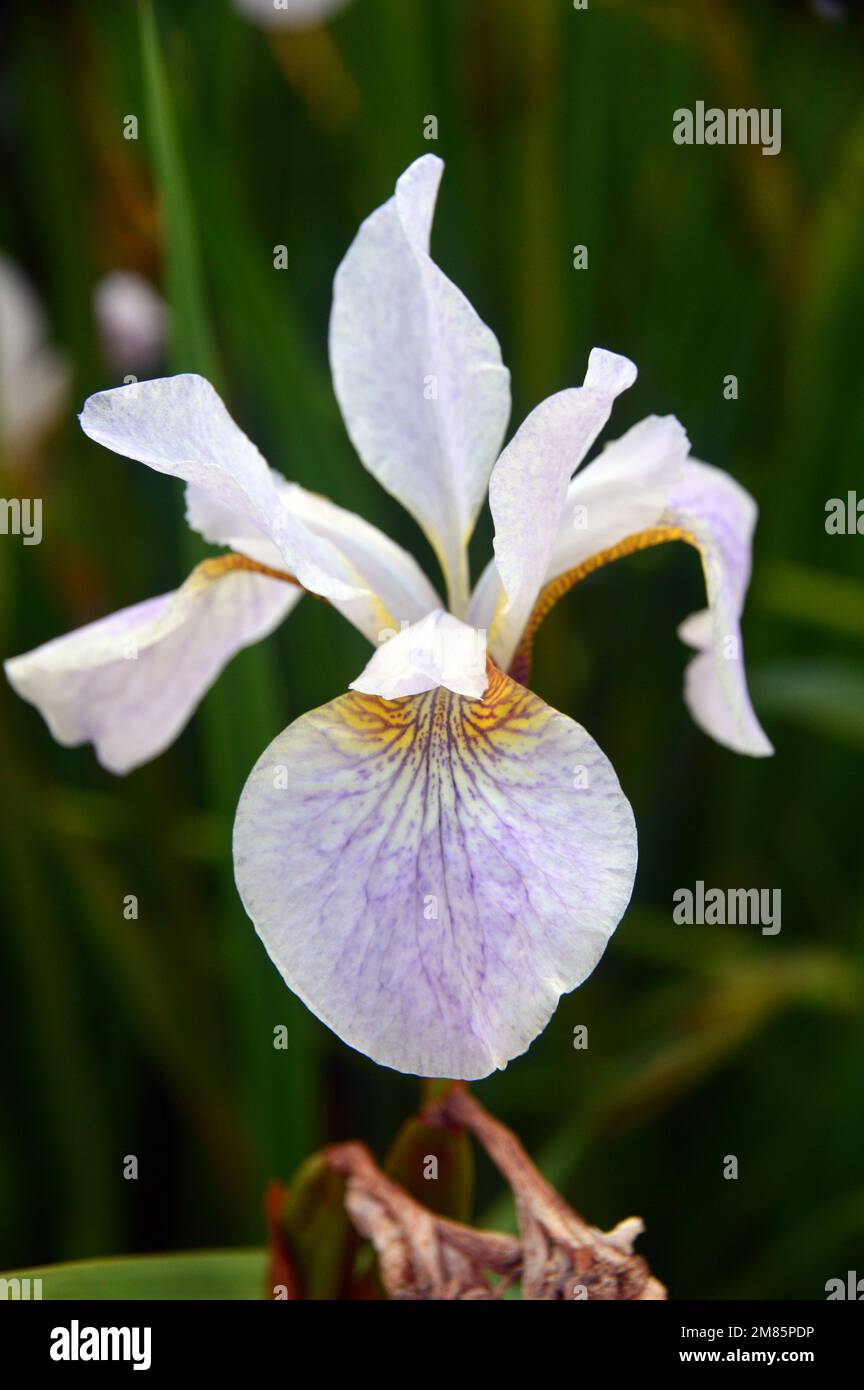 Single White & pale Purple Siberian Iris (Iris sibirica 'Hohe Warte') Fiore in esposizione a RHS Garden Bridgewater, Worsley, Greater Manchester, UK. Foto Stock