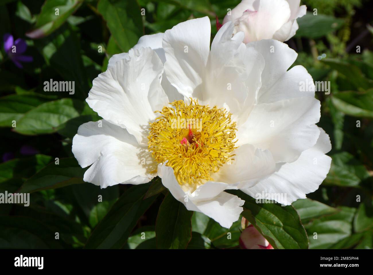 Singolo White/Yellow Paeonia Lactiflora (ali bianche) 'Chinese Peony' Flower in esposizione al RHS Garden Bridgewater, Worsley, Greater Manchester, UK. Foto Stock