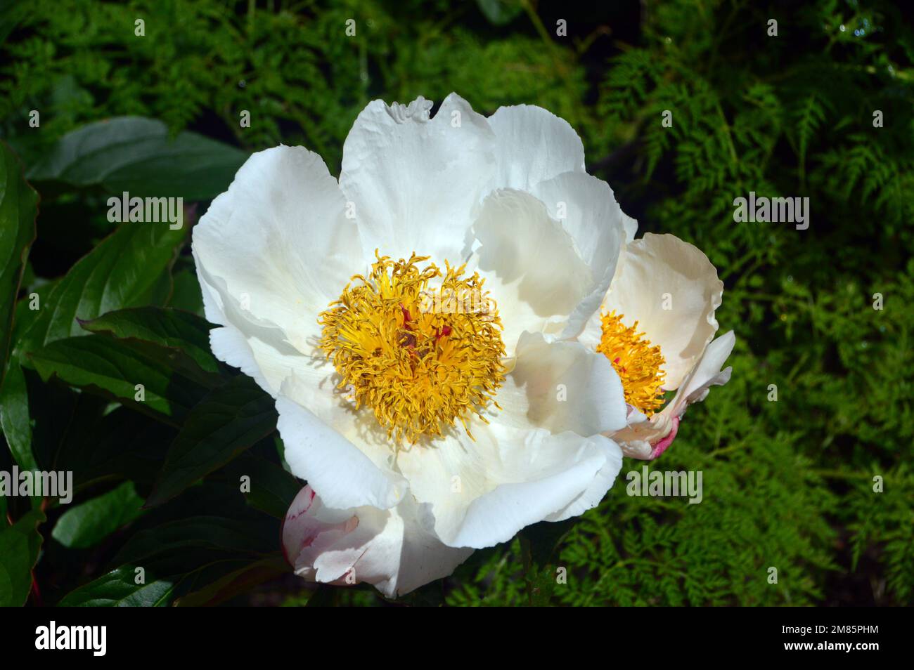 Singolo White/Yellow Paeonia Lactiflora (ali bianche) 'Chinese Peony' Flower in esposizione al RHS Garden Bridgewater, Worsley, Greater Manchester, UK. Foto Stock