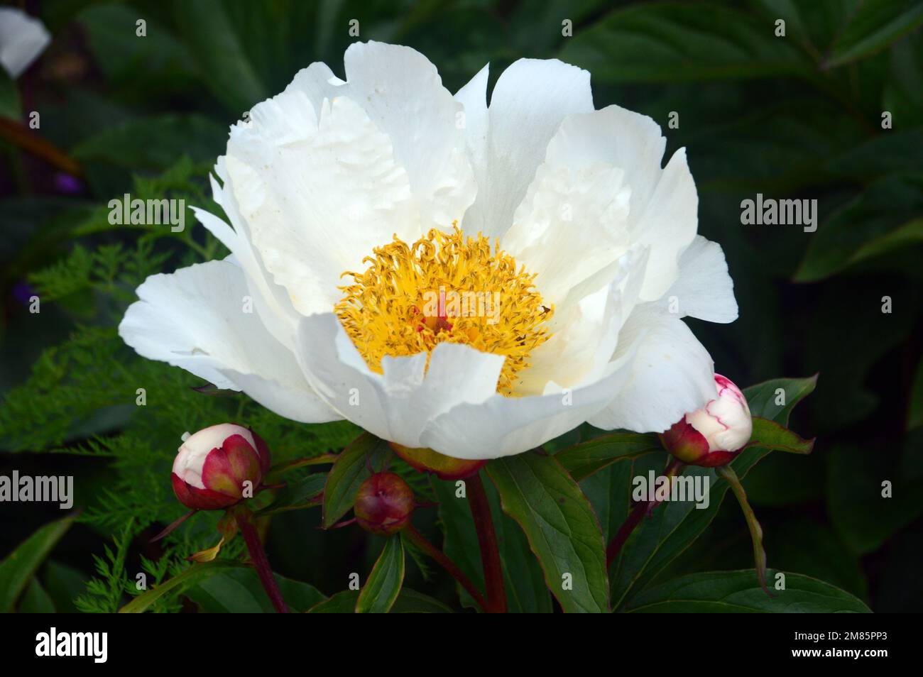 Singolo White/Yellow Paeonia Lactiflora (ali bianche) 'Chinese Peony' Flower in esposizione al RHS Garden Bridgewater, Worsley, Greater Manchester, UK. Foto Stock
