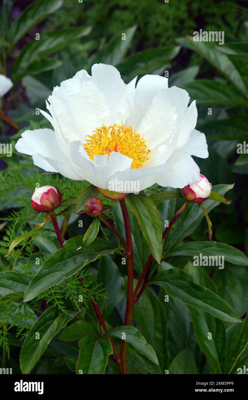 Singolo White/Yellow Paeonia Lactiflora (ali bianche) 'Chinese Peony' Flower in esposizione al RHS Garden Bridgewater, Worsley, Greater Manchester, UK. Foto Stock