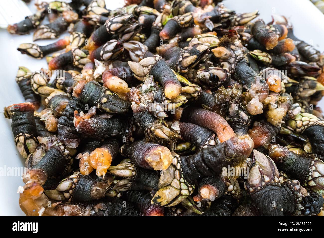 Percebes in vendita nel mercato dei frutti di mare in una piccola città Cangas, Galizia, Spagna Foto Stock