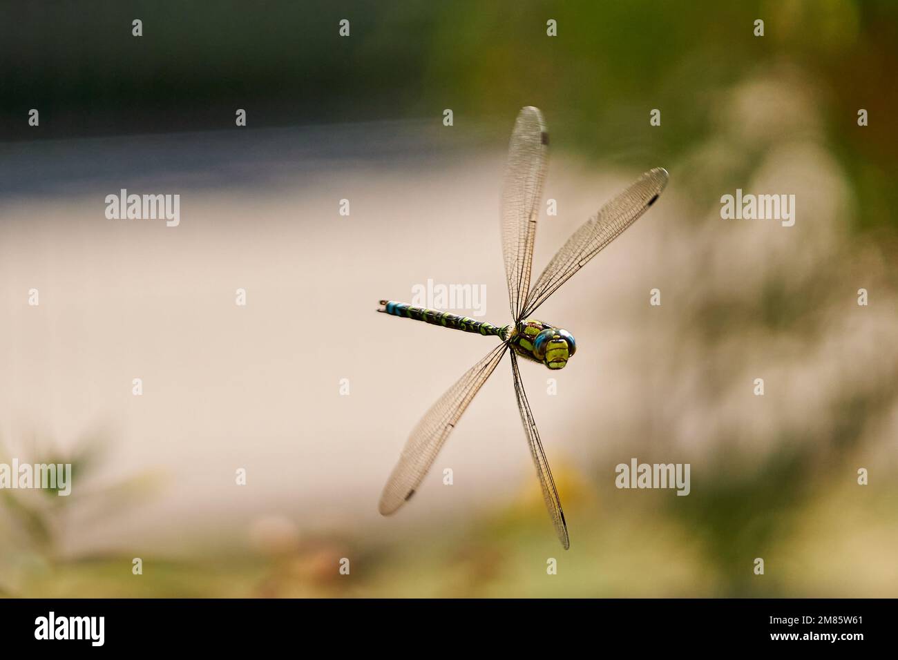 Fliegende libelle-Blaugrüne Mosaikjungfer-Aeshna cyanea Foto Stock