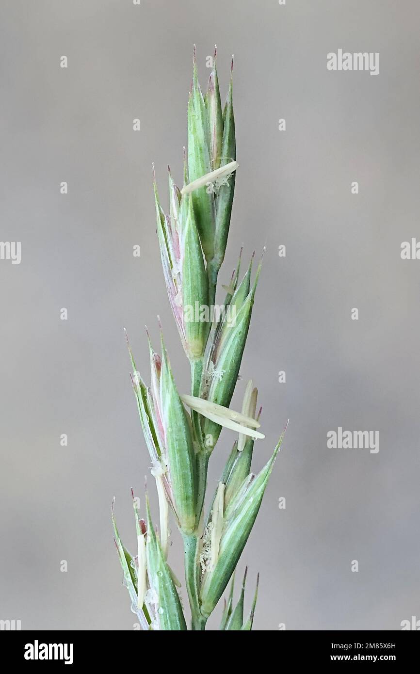 Erba del lettino, Elymus repens, noto anche come divano comune, erba veloce, erba del cane o witchgrass, erbacce invasive selvatiche provenienti dalla Finlandia Foto Stock