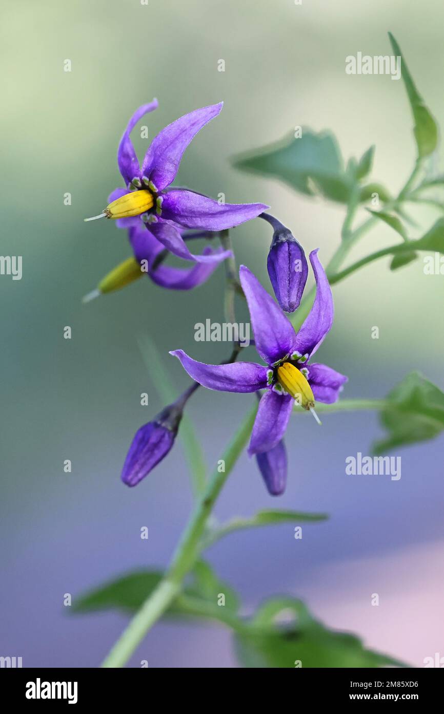 Amaretto, Solanum dulcamara, conosciuto anche come Bitter nightshade, Bittersweet nightshade o Blue bindweed, pianta velenosa selvatica dalla Finlandia Foto Stock