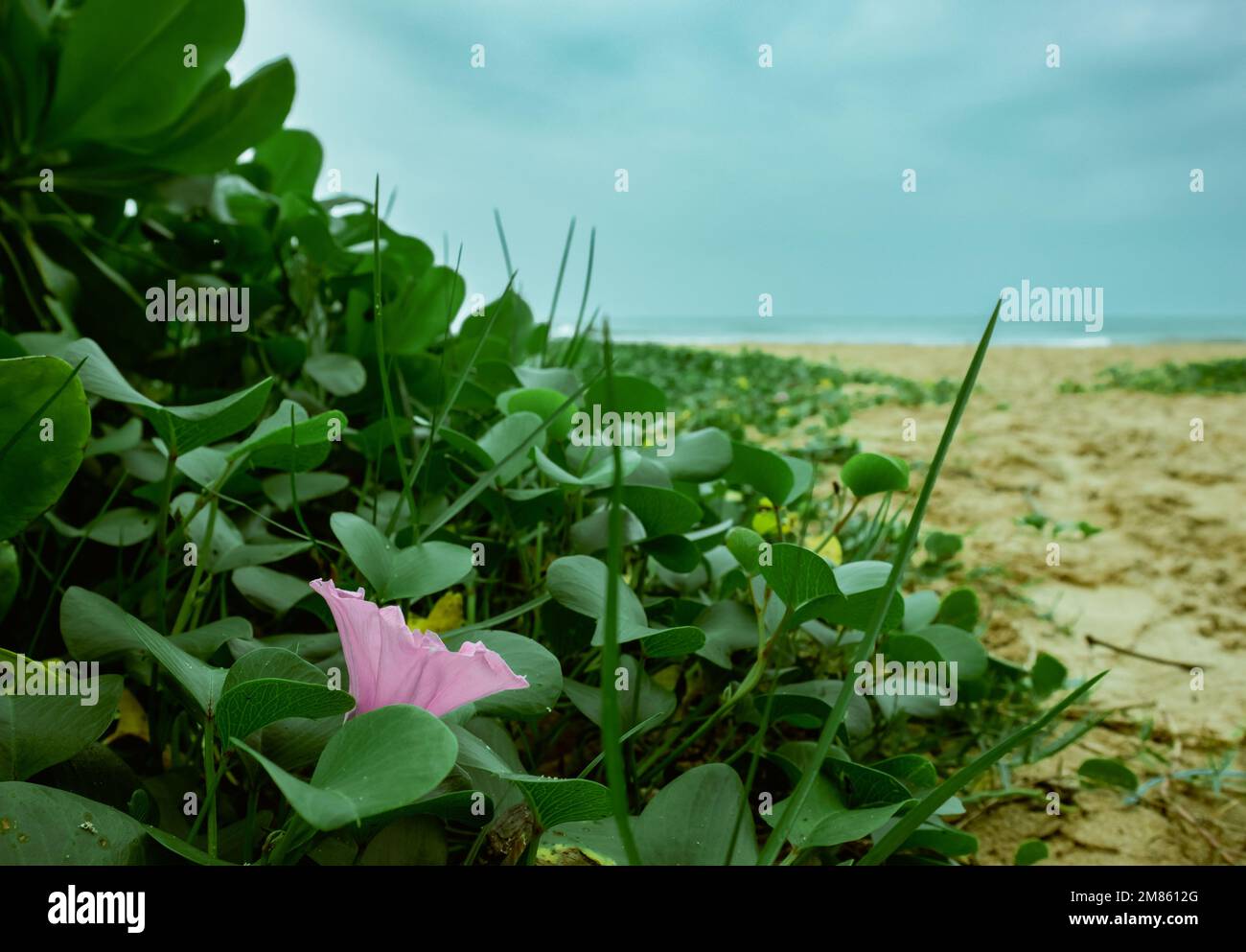 Splendidi fiori viola sulla spiaggia Foto Stock