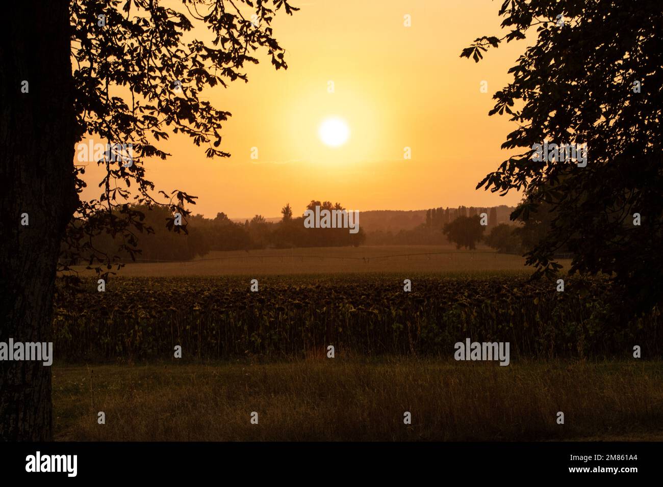 Tramonto serale nel mese di agosto attraverso i campi agricoli nella regione della Dordogna del sud-ovest della Francia, Europa Foto Stock