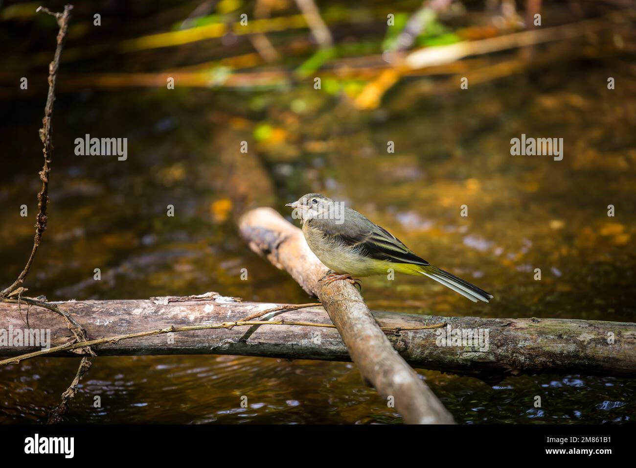 Vista laterale del selvaggio uccello grigio da bacchetta (Motacilla cinerea) isolato all'aperto che si aggredisca su un bastone da acqua di un ruscello. Foto Stock