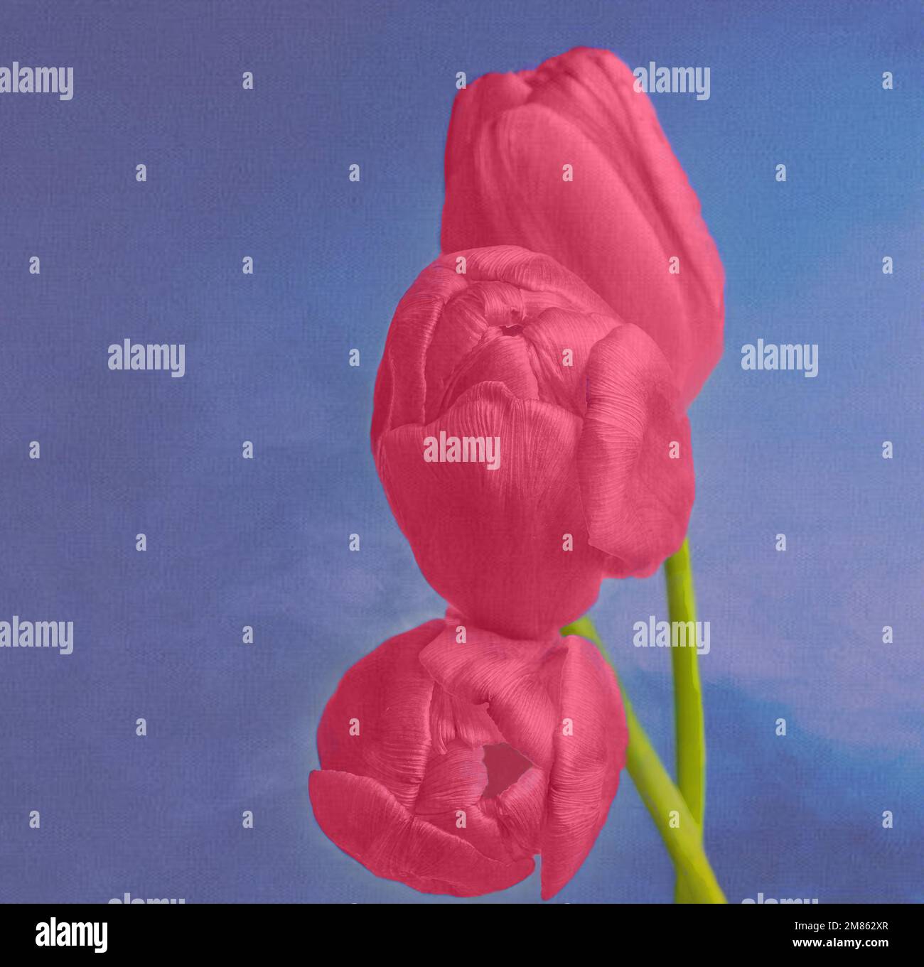 Tre tulipani di colore Viva Magenta si accostano su uno sfondo blu fumoso Foto Stock