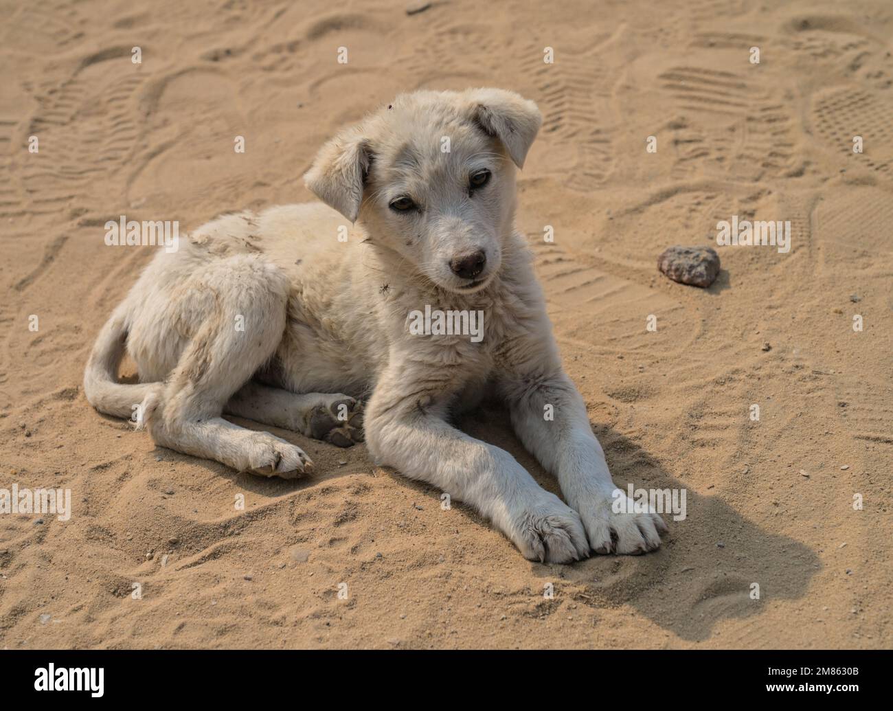 Welpe, verlauster Straßenhund, Memphis, Ägypten Foto Stock
