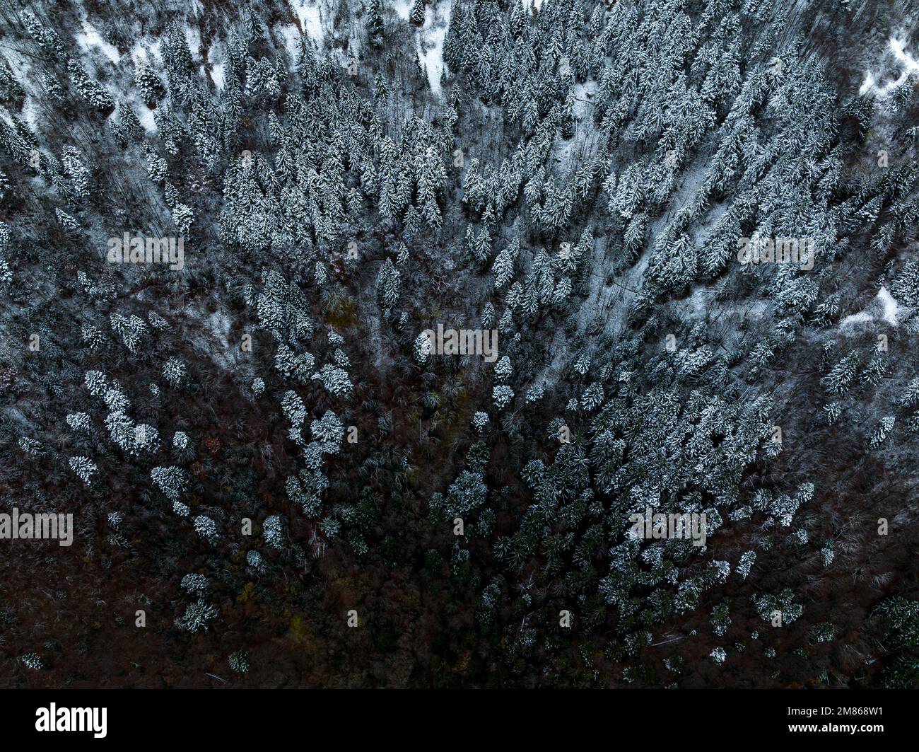 Una prospettiva elevata che cattura il paesaggio invernale di una fitta foresta francese, che mostra alberi di pino leggermente ricoperti da un delicato strato di neve Foto Stock