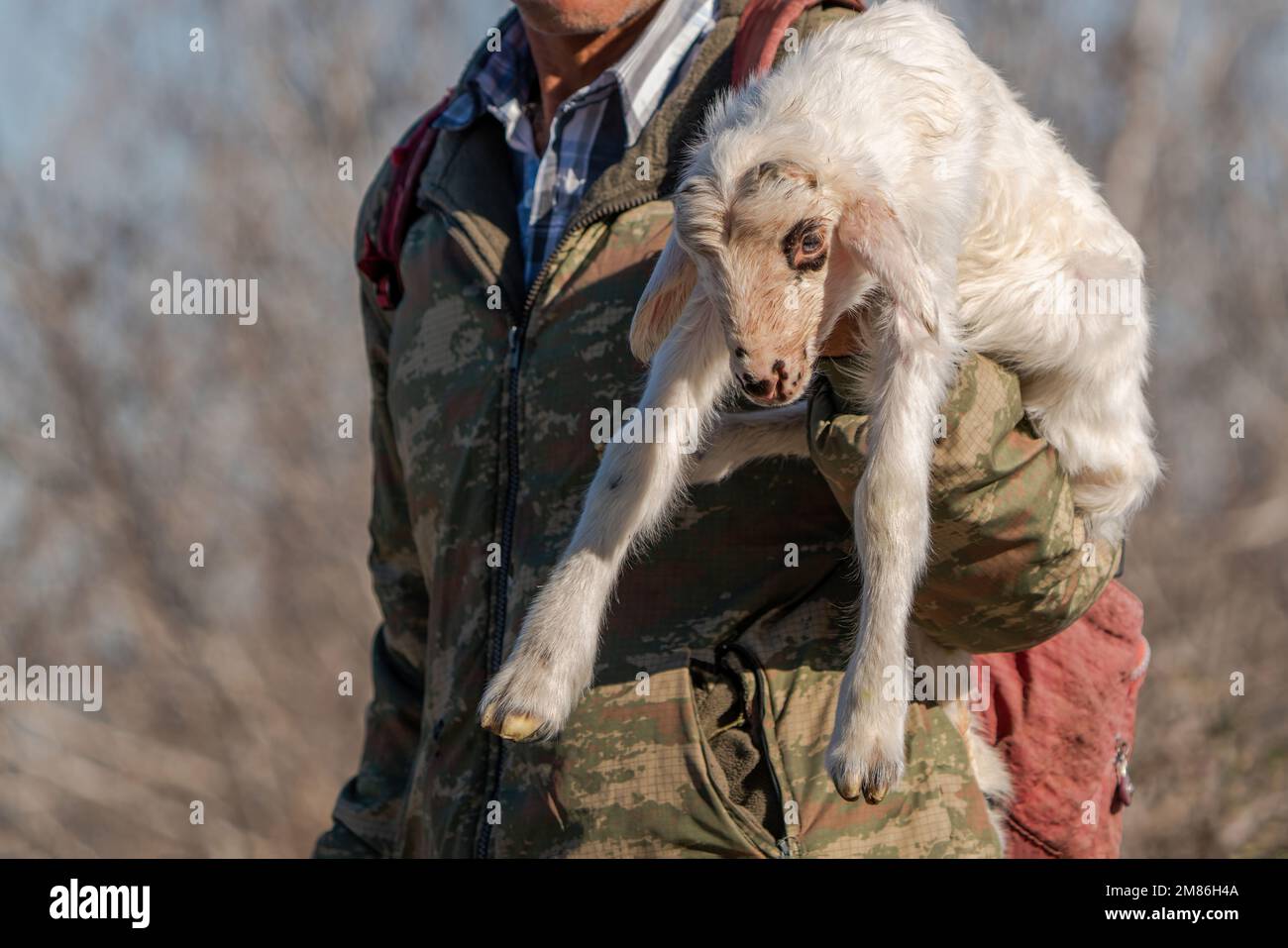 Pastore che porta il suo agnello in grembo Foto Stock