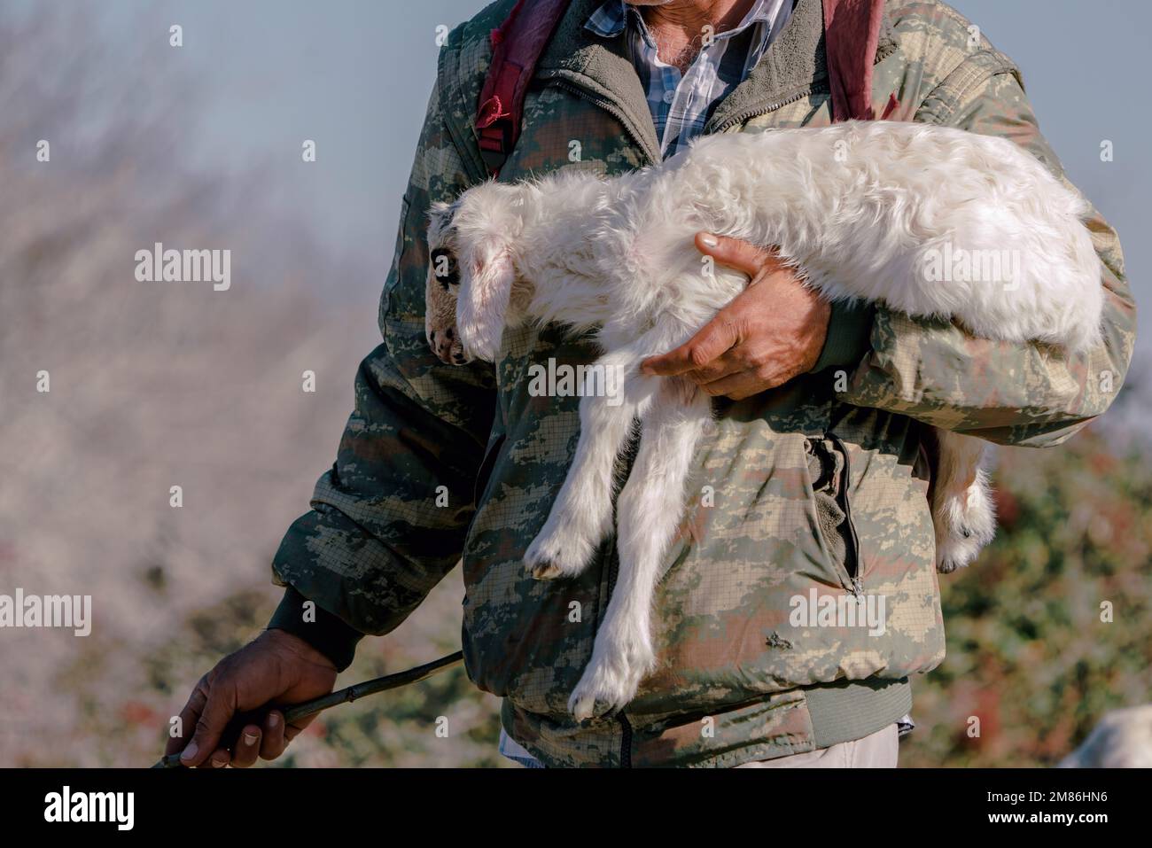 Pastore che porta il suo agnello in grembo Foto Stock