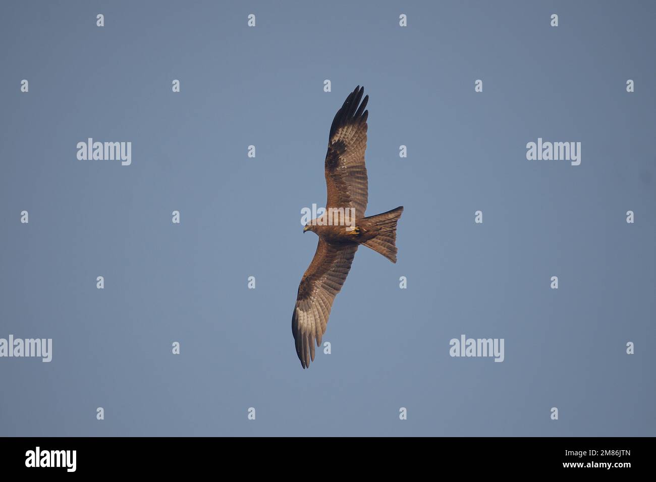 Aquila che vola con le ali spalancate nel cielo Foto Stock