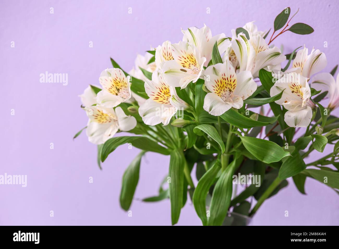 Bouquet di fiori di alstroemeria su fondo viola, primo piano Foto Stock