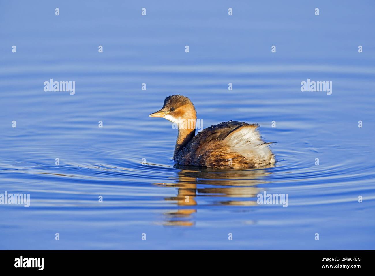 Piccolo grube / dabchick (Tachybaptus ruficollis / Podiceps ruficollis) in piombi non-riproduzione nuoto in lago in inverno Foto Stock