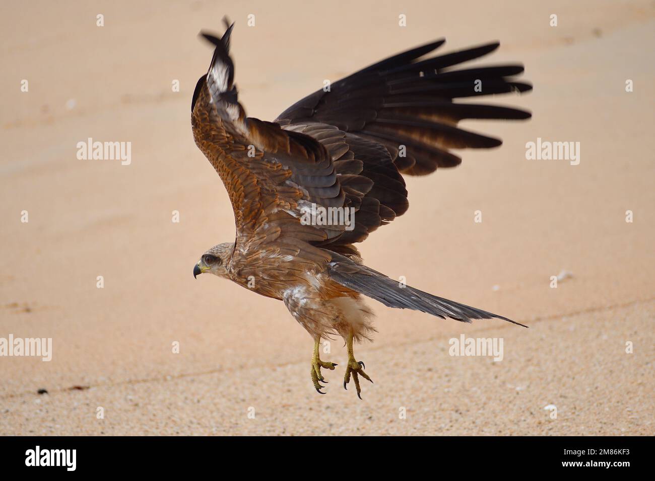 Aquila che vola con le ali spalancate nel cielo Foto Stock