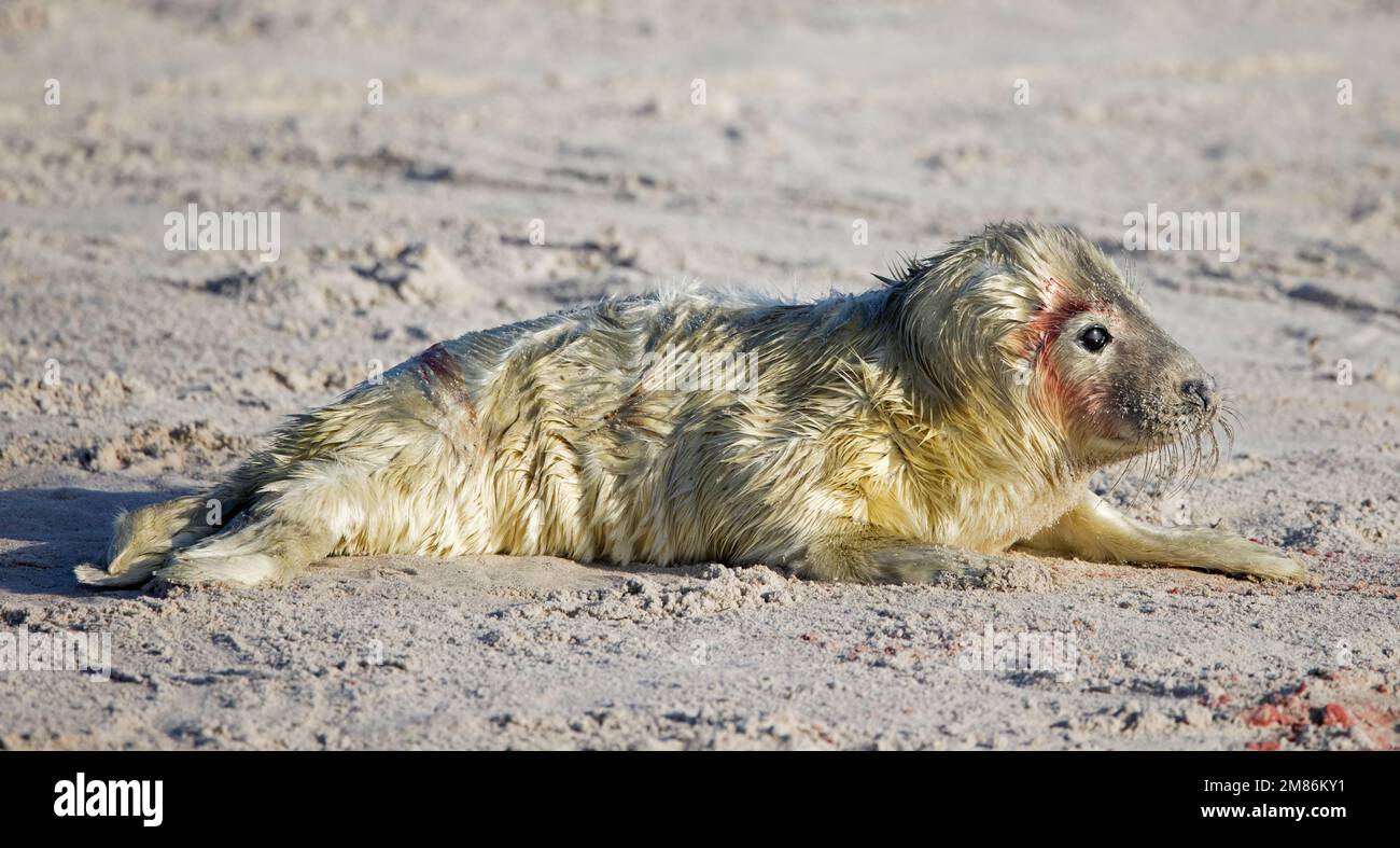 Sigillo grigio / sigillo grigio (Halichoerus grypus) ritratto di carino cucciolo neonato sdraiato sulla spiaggia sabbiosa lungo la costa del Mare del Nord in inverno Foto Stock