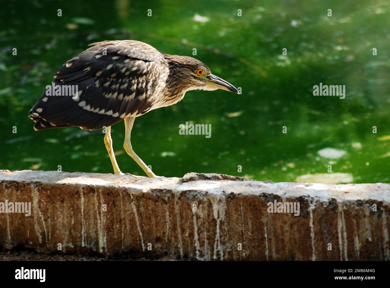 Marrone Heron Foto Stock