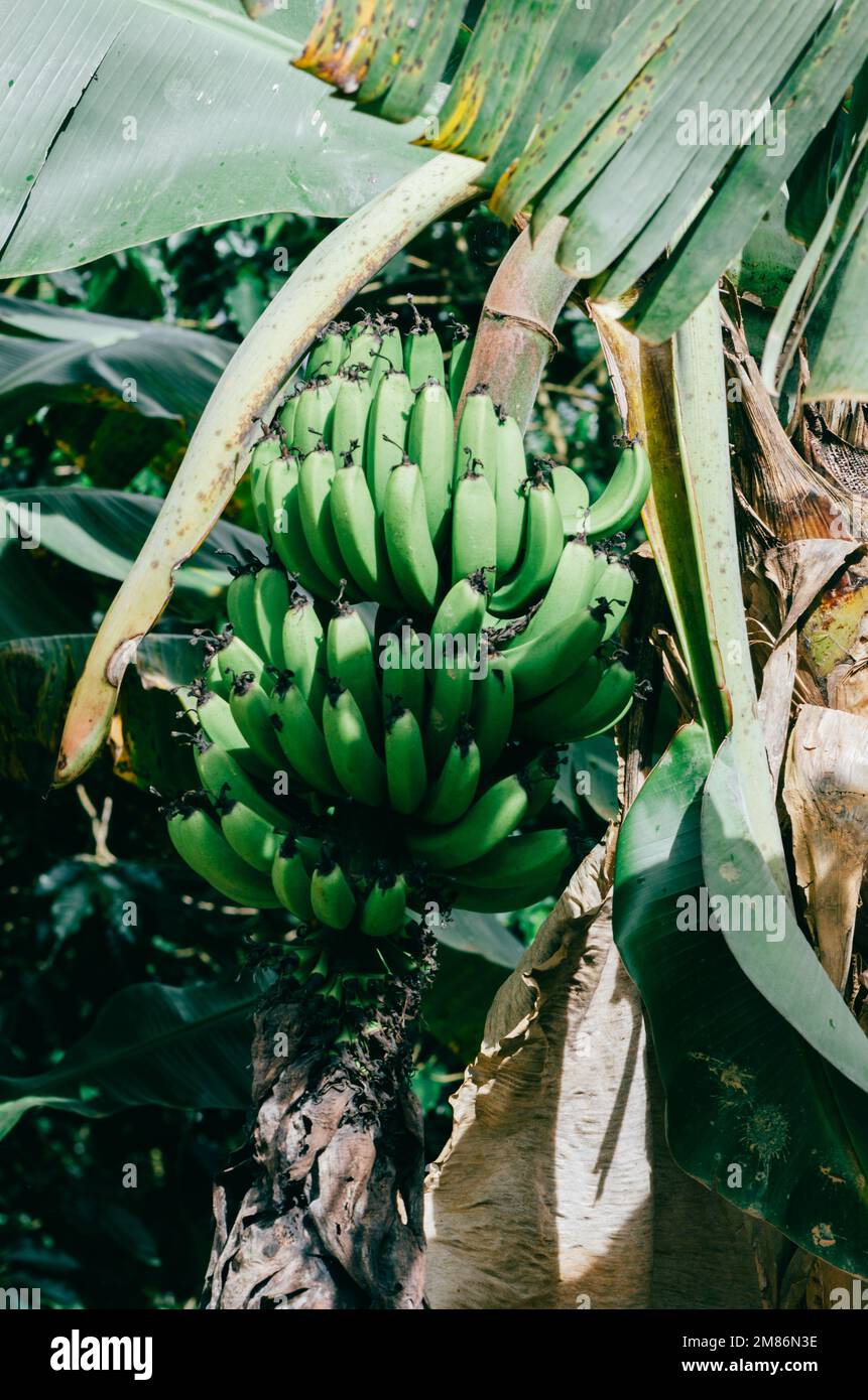 Primo piano banane verdi su banana albero in Brasile. Foto Stock