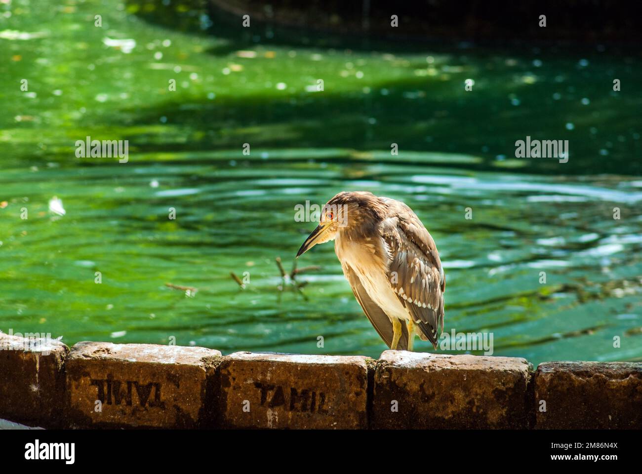 Marrone Heron Foto Stock