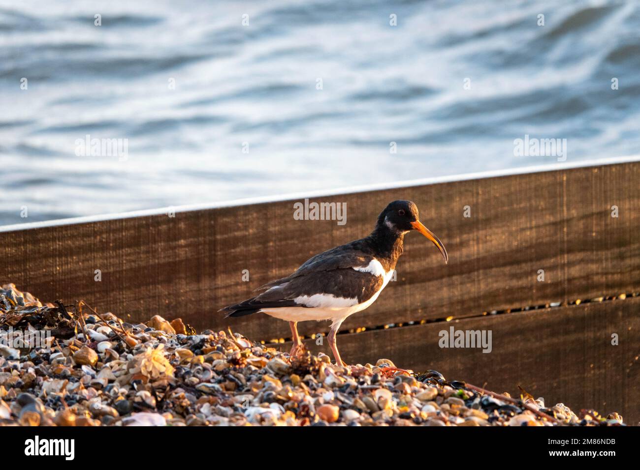 oystercatcher sulla spiaggia con mare sfocato sullo sfondo Foto Stock