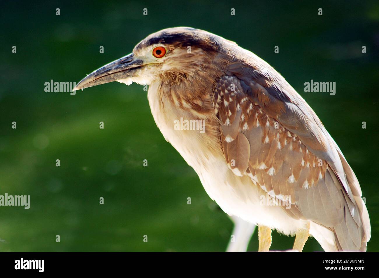 Marrone Heron Foto Stock