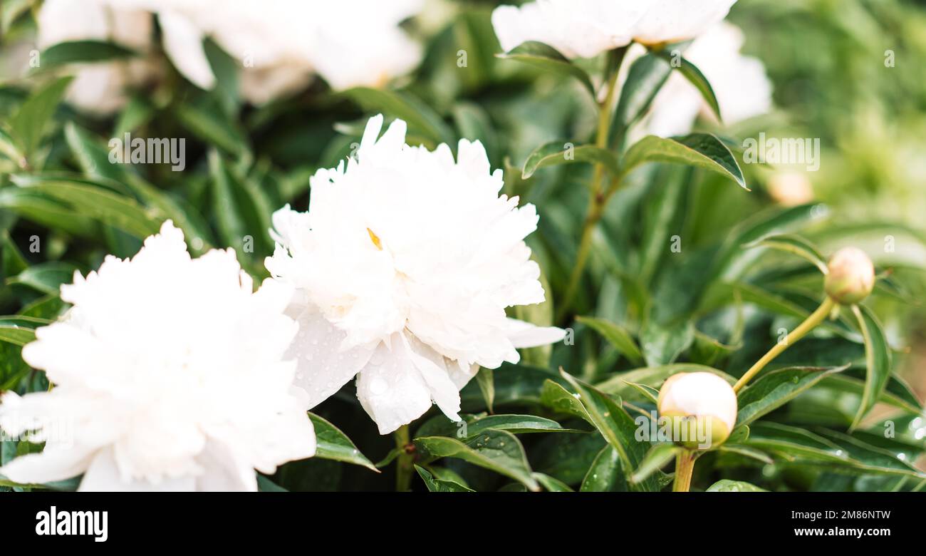 Sfondo floreale da cespuglio di peonie bianche Foto Stock